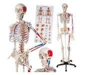 Mô hình bộ xương người 1.75m