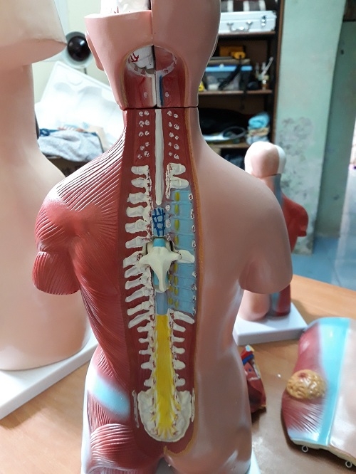Mô hình Giải phẫu nội tạng 45cm