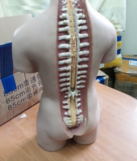 Mô hình Giải phẫu nội tạng 55cm
