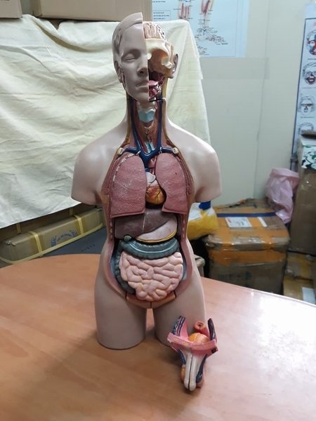 Mô hình Giải phẫu nội tạng 55cm