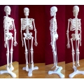 Mô hình bộ xương người 45cm