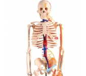 Mô hình xương giải phẫu dây Thần Kinh Mạch Máu 85cm