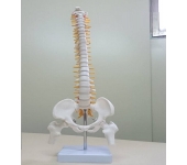 Mô hình giải phẫu hệ xương người 45cm  Thiết Bị Y Tế Huê Lợi