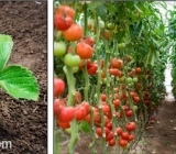 Ứng dụng nước điện phân NaOCLean trong trồng trọt, thực phẩm