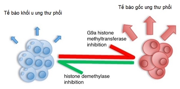 Các enzym biểu sinh và ung thư phổi: Điều trị ung thư biểu mô tuyến bằng chất ức chế men G9a histone methyltransferase dẫn đến sự gia tăng các tế bào khối u có đặc tính giống như gốc. 