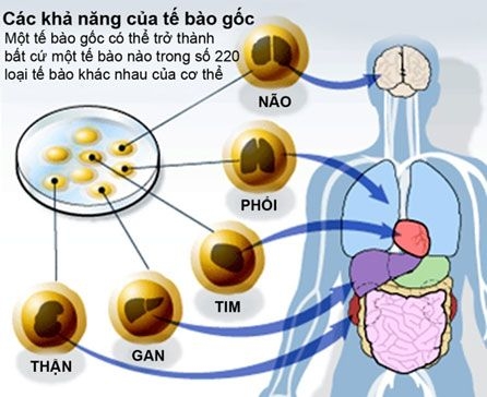 Tế bào gốc có thể trở thành bất cứ một tế bào nào của cơ thể