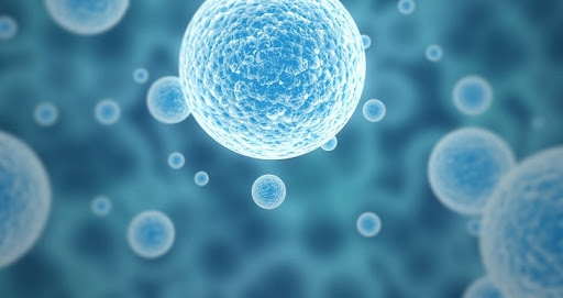 Tế bào gốc là tế bào có khả năng tự phát triển và tái tạo