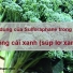 Sulforaphane từ bông cải xanh hỗ trợ bệnh tim mạch, tiểu đường